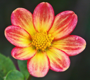 Dahlia ' IMP '    (Mignon Single)   Dahliadel  USA   1941  National Dahlia Collection, Cornwall  (Mark Twyning)